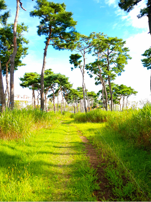 소나무,공원,초록,잔디,하늘,풍경,자연,풍경,nature,landscape,summer,여름