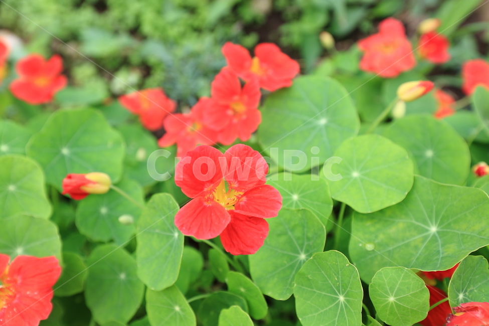 꽃,프라워,야생화,이쁜꽃,꽃밭,야생,식물,자연,plants,nature