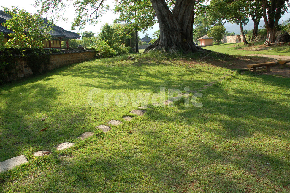 잔디,돌길,고목,노거수,낙안읍성,전통,정원,자연,풍경,nature,landscape,grass,plant,식물,lawn