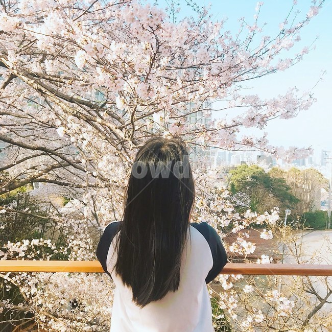 벚꽃,여중생,뒷모습,여학생,봄,체육복,중학생