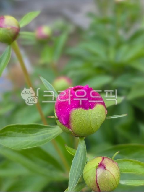 작약,붉은작약,여러해살이식물,식물,꽃,flower,초록,작약꽃,약초,약용식물,꽃봉오리,봉오리