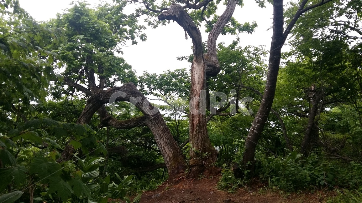 서울대,서울대나무,나무,발왕산나무,대학나무
