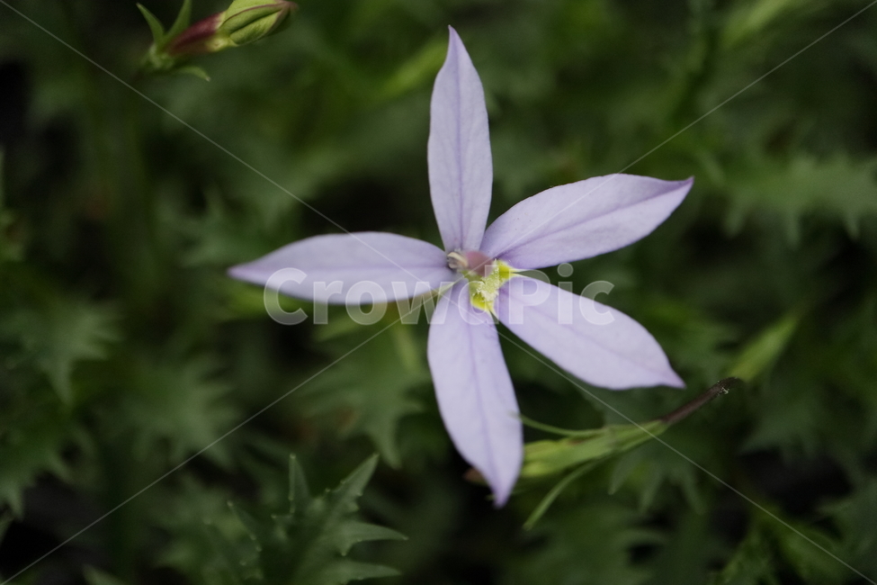 plant,식물,flower,꽃,blossom,이소토마,이스토마,isotoma,laurentia,bluestarcreeper,영원한사랑,초롱꽃과