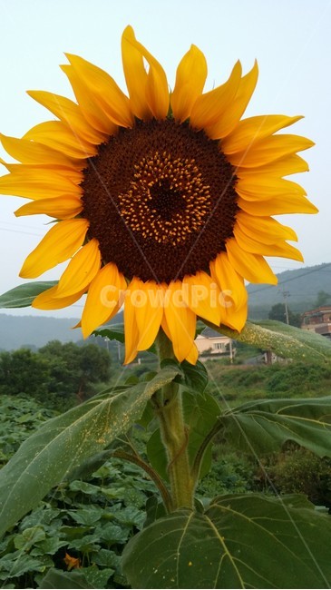sunflower,해바라기,꽃,플라워,봄,봄꽃,뷰티풀,flower,bloom,beautiful,plant,식물,식물,자연,plants,nature,꽃,flower