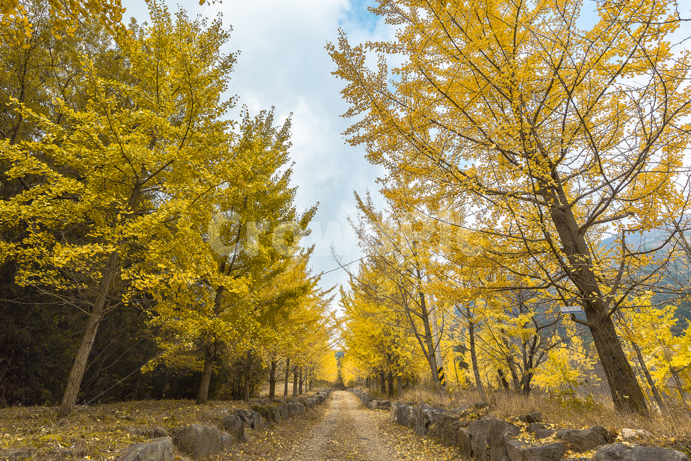 ginkgo tree forest,ginkgo leaves,Ginkgo,ginkgo tree road,walk