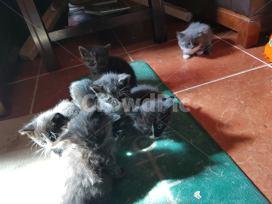 아기고양이,길고양이,고양이,도둑고양이,고양이들