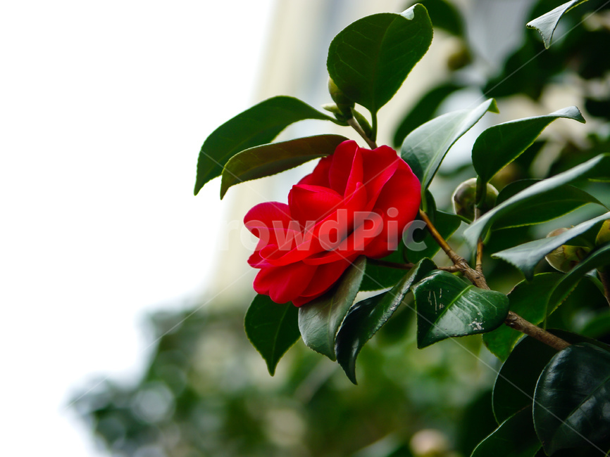 꽃,plant,식물,flower,동백,식물,자연,plants,nature