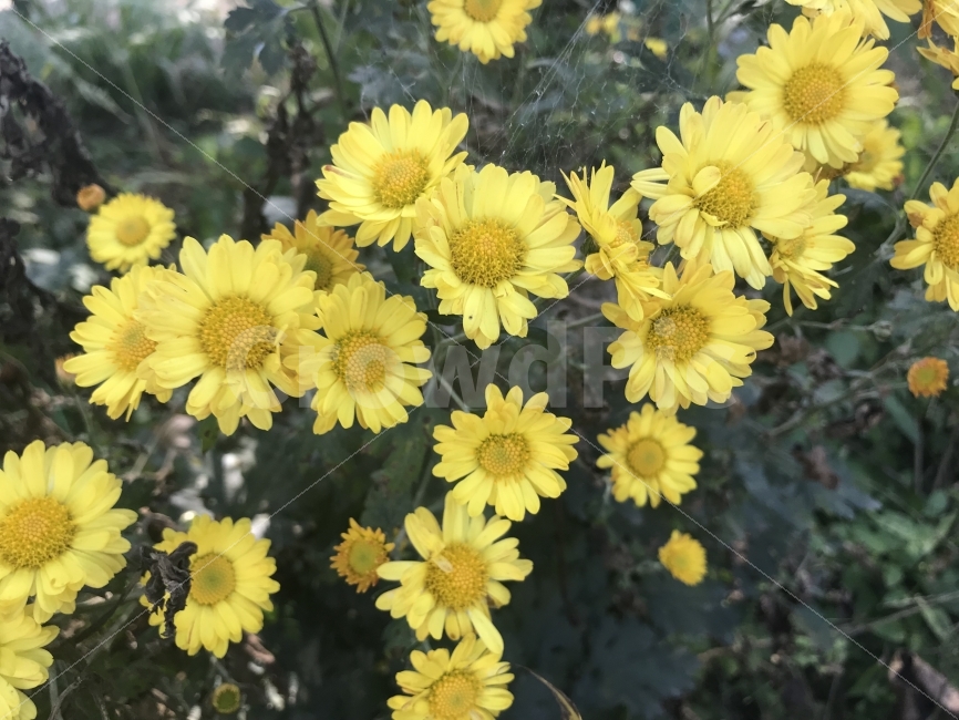 꽃,노란꽃,가을꽃,시골,들꽃,노란색,시골꽃,시골풍경,식물,자연,plants,nature,꽃,flower