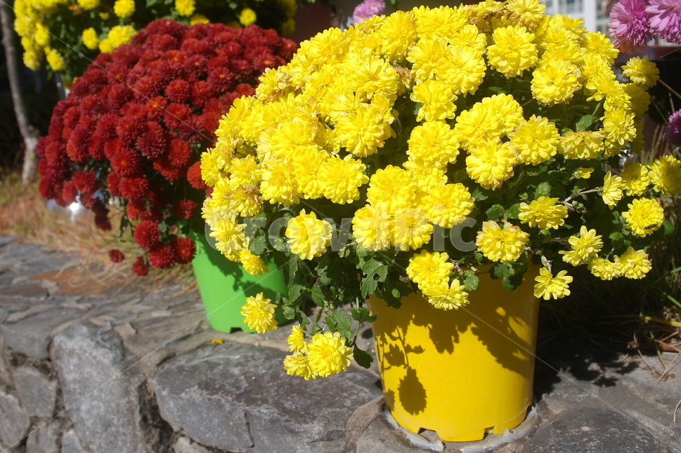 꽃,flower,화분,노란색,plant,blossom,식물,꽃꽂이,flowerarrangement,yellow