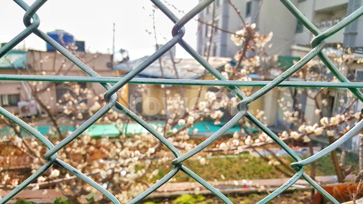 부산,철장,벚꽃,봄,spring,railing,난간