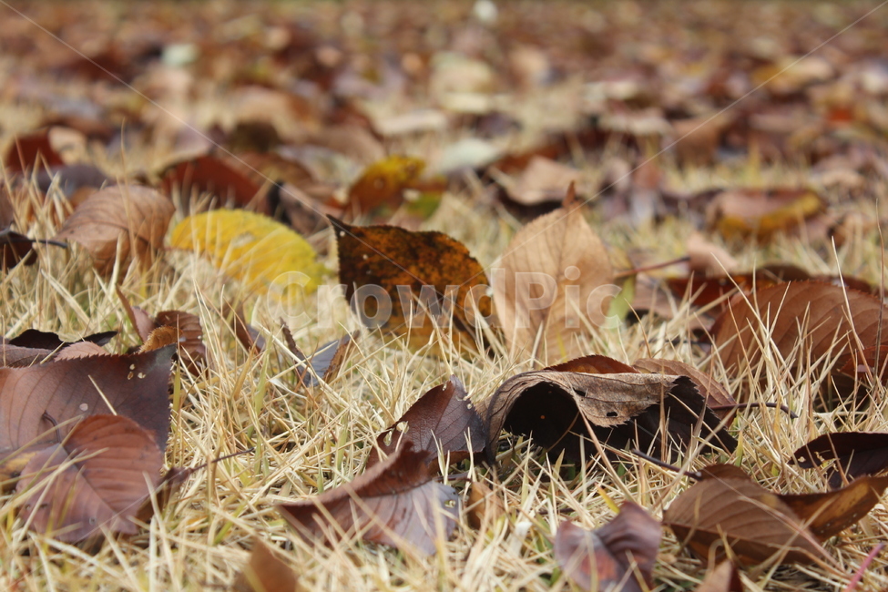 낙엽,마른잎,고엽,자연,계절,마당,잔디,가을,잎,나뭇잎,갈색,leaves,deadleaves,lawn,nature,fall,autumn,dryleaves,season,brown,mood,feeling,가을,계절,fall,autumn,season,leaf,plant,식물,ground,바닥
