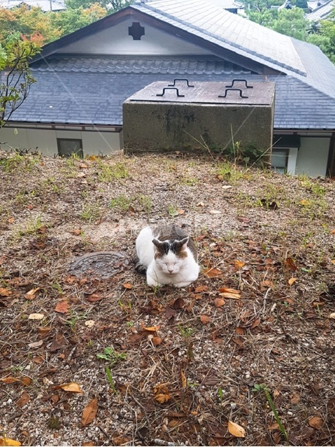 고양이,낮잠,일본,길냥이,휴식,나른함,동물,animal,포유류,mammal,고양이,cat,kitten,kitty
