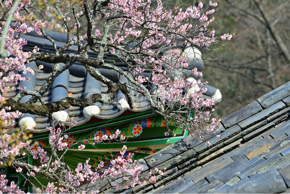 plant,식물,blossom,flower,꽃,장성,백양사,고불매,매화,홍매화,지붕,사찰,절,자연,경치,경관,매화나무
