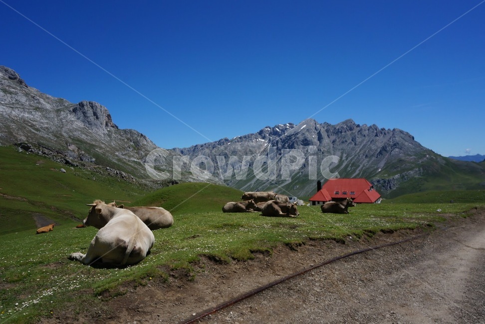 자연,스페인,풍경,휴가,봄,유럽,nature,spain,landscape,holiday,europe,mammal,포유류,cow,소,animal,동물,cattle,가축,outdoors,목초지,경치,트레킹,여름,낙농,동물,animal,포유류,mammal,목축업,목장,livestock farming,ranching,pasture