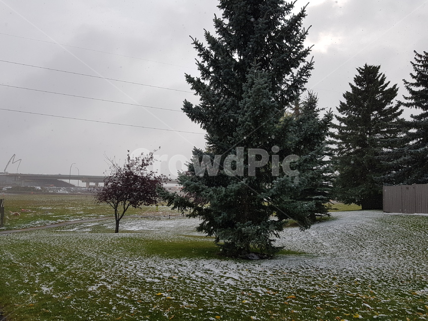 첫눈,캘거리,풍경,snow,눈,자연,풍경,nature,landscape,식물,plants,나무,trees,wood,tree,plant,fir,전나무