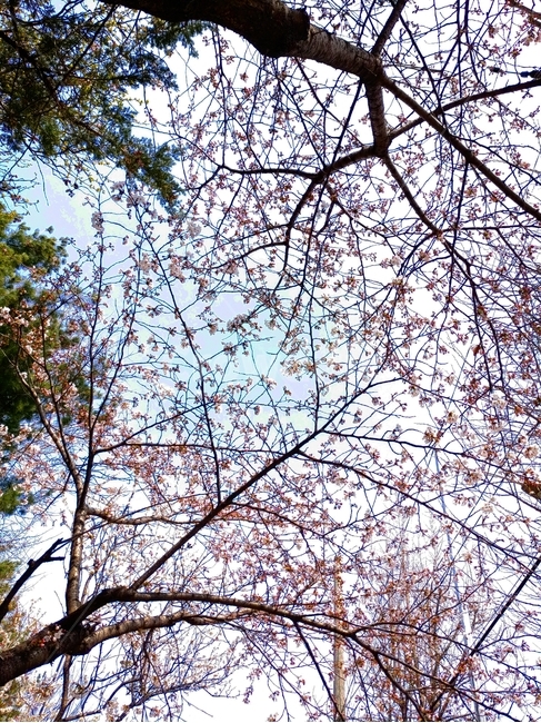 벚꽃,꽃,blossom,하늘,나무밑,flower
