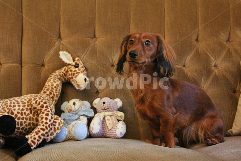 animal,동물,pet,애완동물,dog,개,장난감,toy,테디베어,teddybear,동물,animal,포유류,mammal,개,강아지,dog,doggy