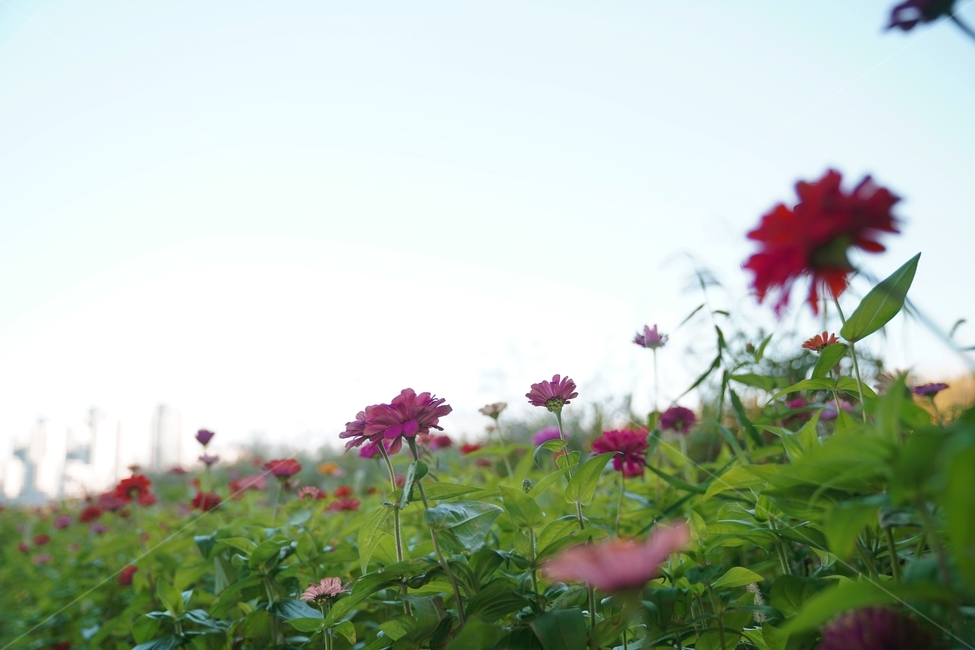 가을꽃,코스모스,한강,꽃,계절,감성,하늘,한강꽃,fall,plants,자연,식물,season,autumn,nature,flowers,sensible,feeling