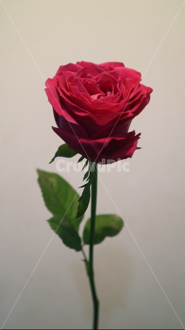 장미,분홍장미,빨간장미,꽃,장미꽃,꽃,flower