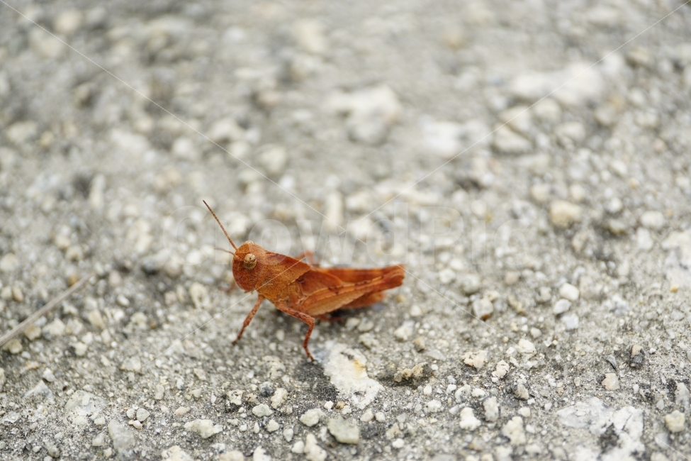 곤충,풀무치,메뚜기,동물,자연,insect,벌레,nature,animal,여름,summer,계절,season,동물,animal,곤충,벌레,insect,bug