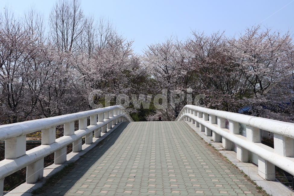 꽃,벚꽃,산책길,벚꽃길,벚꽃나무,식물,blossom,flower