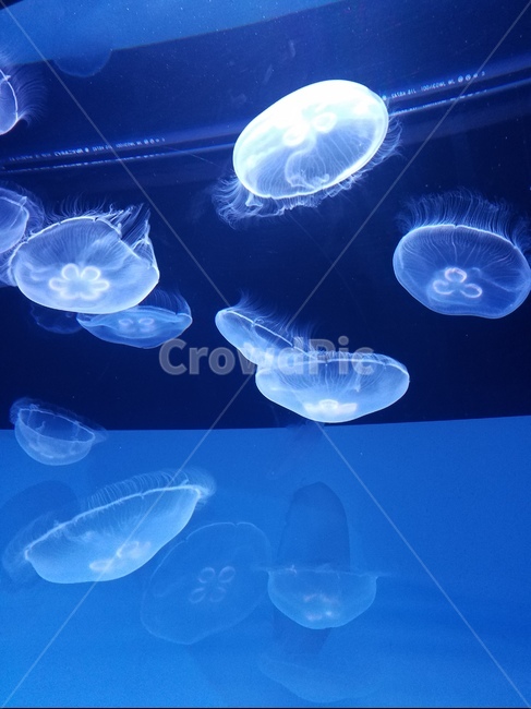 수족관,해파리,스미다수족관,파랑,블루