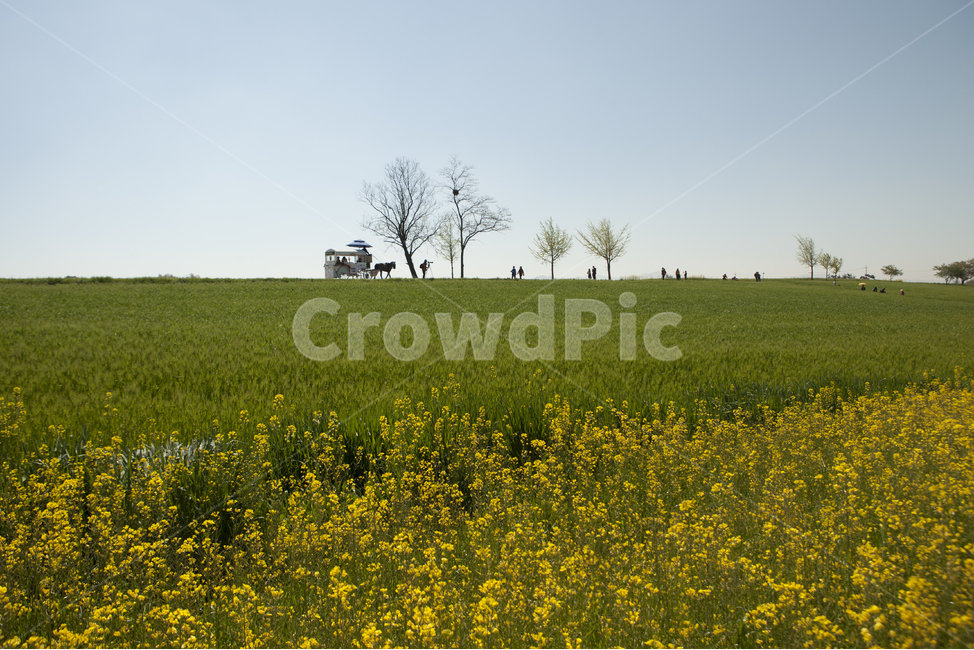 봄,청보리,유채꽃,풍경,고창,나들이,봄,계절,spring,season,자연,풍경,nature,landscape,field,들,grassland,목초지,outdoors,옥외,farm,농장,rural,농촌,meadow