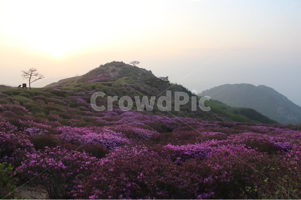 경치,자연,풍경,하늘,나무,봄,계절,spring,season,자연,풍경,nature,landscape,한국자연풍경,한국자연경관,korea nature landscape,outdoors,옥외,slope,경사,hill,언덕