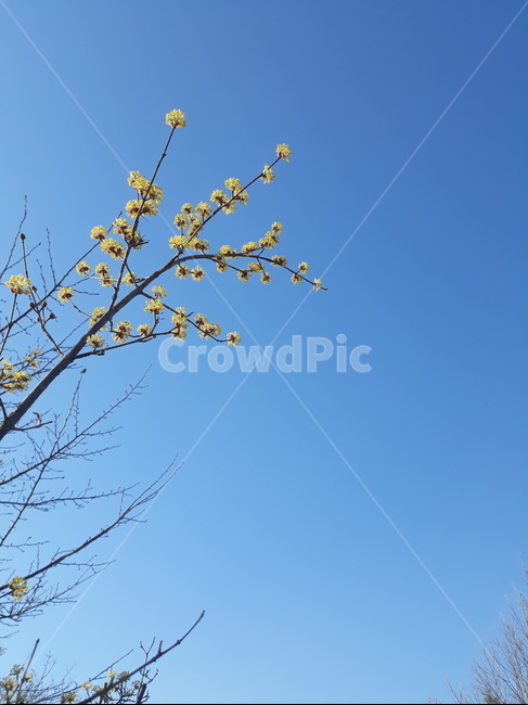 plant,식물,산수유,하늘,나무,배경