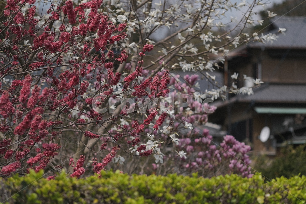 봄꽃,식물,꽃,flower,plant,봄,계절,spring,season,식물,자연,plants,nature,꽃,flower,blossom