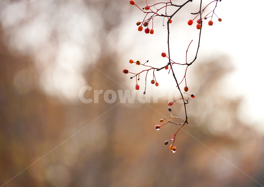 열매,비,빗물,나무,식물,자연,빨강,식물,자연,plants,nature,과일,열매,fruit