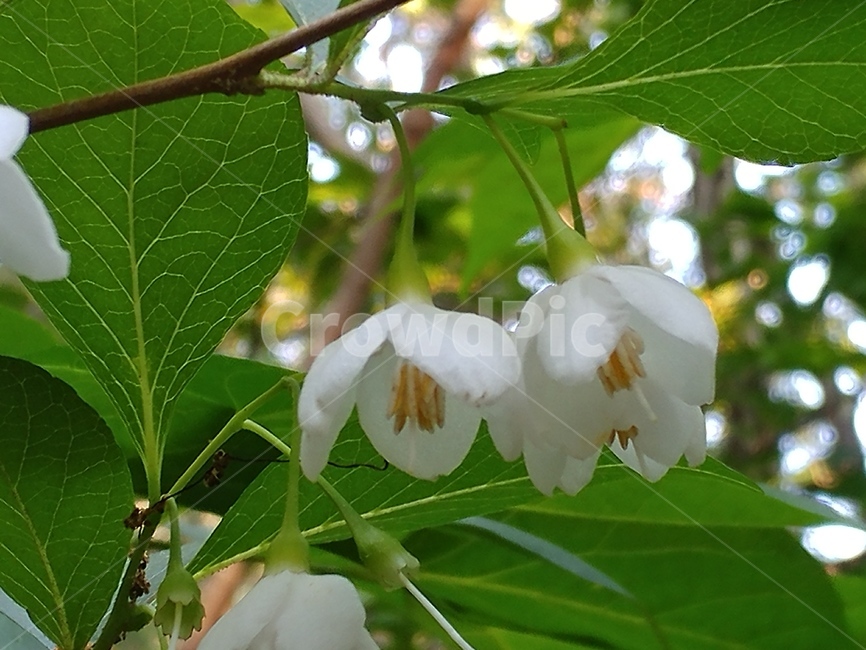 때죽나무,쌍떡잎식물,합판화군,감나무목,때죽나무과,낙엽소교목,식물,속씨식물