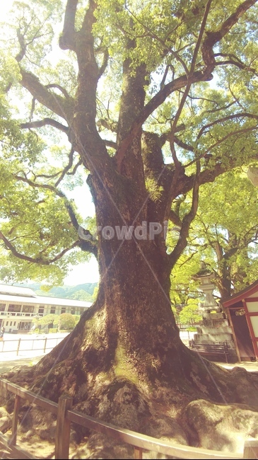 나무,녹음,햇살,자연,여름햇빛,줄기,잎,식물,자연,plants,nature,나무,trees,wood