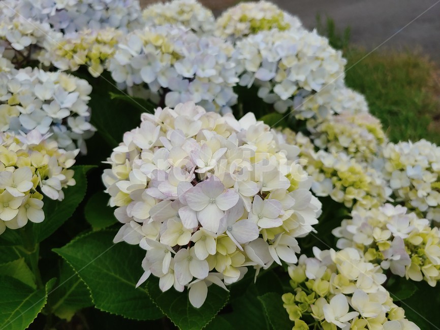 수국,제주,꽃,여름,연노랑,summer,flower,wild,beautiful,pretty,아름다운,예쁜,싱그런,fresh,nature,environment,자연,환경