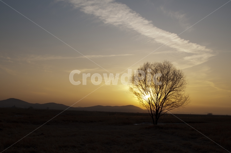 자연,풍경,석양,왕따나무,구름,자연,풍경,nature,landscape,outdoors,옥외