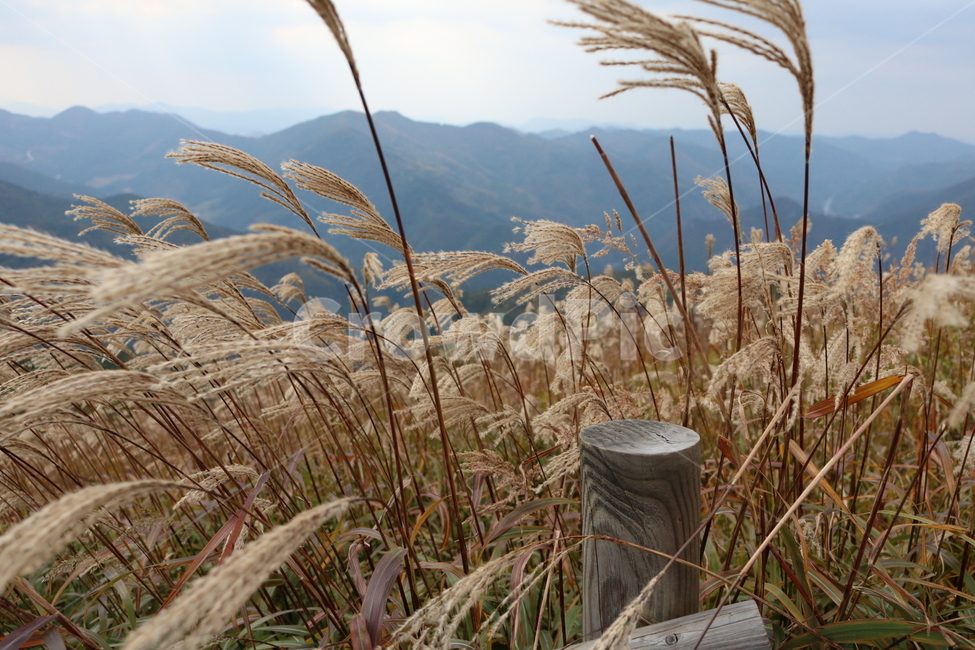 민둥산,가을,억새,grass,plant,식물,lawn,잔디,reed,갈대,가을,계절,fall,autumn,season,자연,풍경,nature,landscape,식물,plants