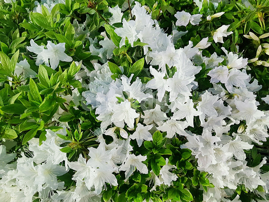 꽃,진달래꽃,식물,자연,진달래,plants,nature,flower,봄,야외,정원,공원,나무,들꽃,나들이,소풍,계절,spring,흰색,꽃잎,흰색꽃