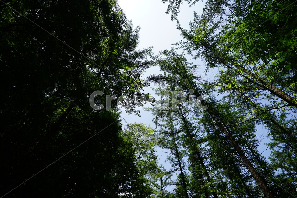숲,자연,풍경,풍경사진,하늘,그린,계절,산책,산,나무,식물,자연,plants,nature,나무,trees,wood