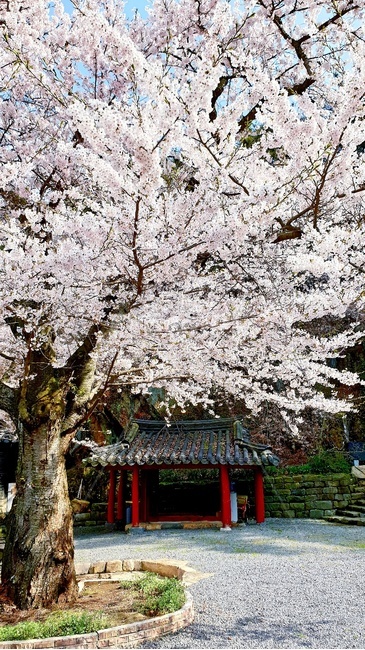 벚꽃,봄,절,사원,하늘,풍경,벚꽃나무,봄,계절,spring,season,plant,식물,blossom,꽃,flower