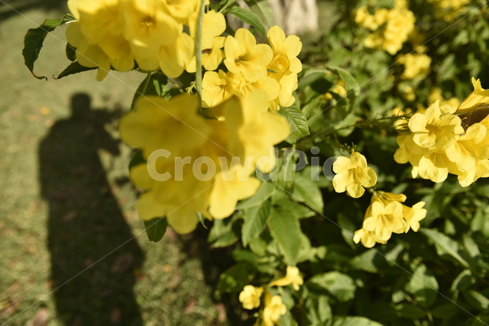 plant,식물,꽃,flower,blossom