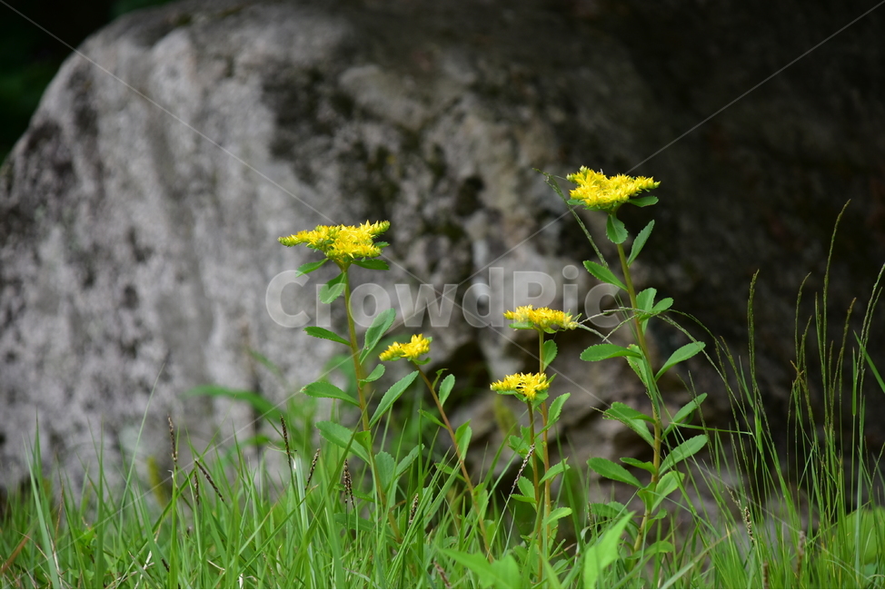 기린초,야생화,생태,식물,자연,꽃,힐링,플라워,wildflower,flower,plants,nature,season,감성,느낌,emotion,feeling,초본,식물,자연,plants,nature,꽃,flower