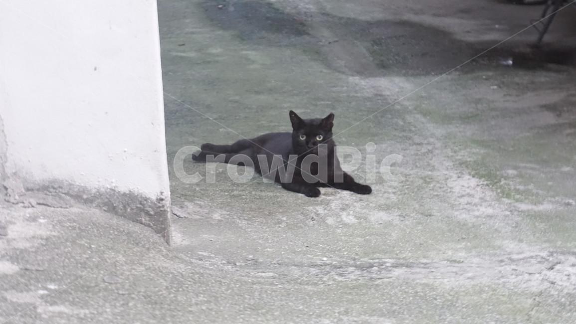 길고양이,깜냥이,검은고양이,동네고양이,길냥이