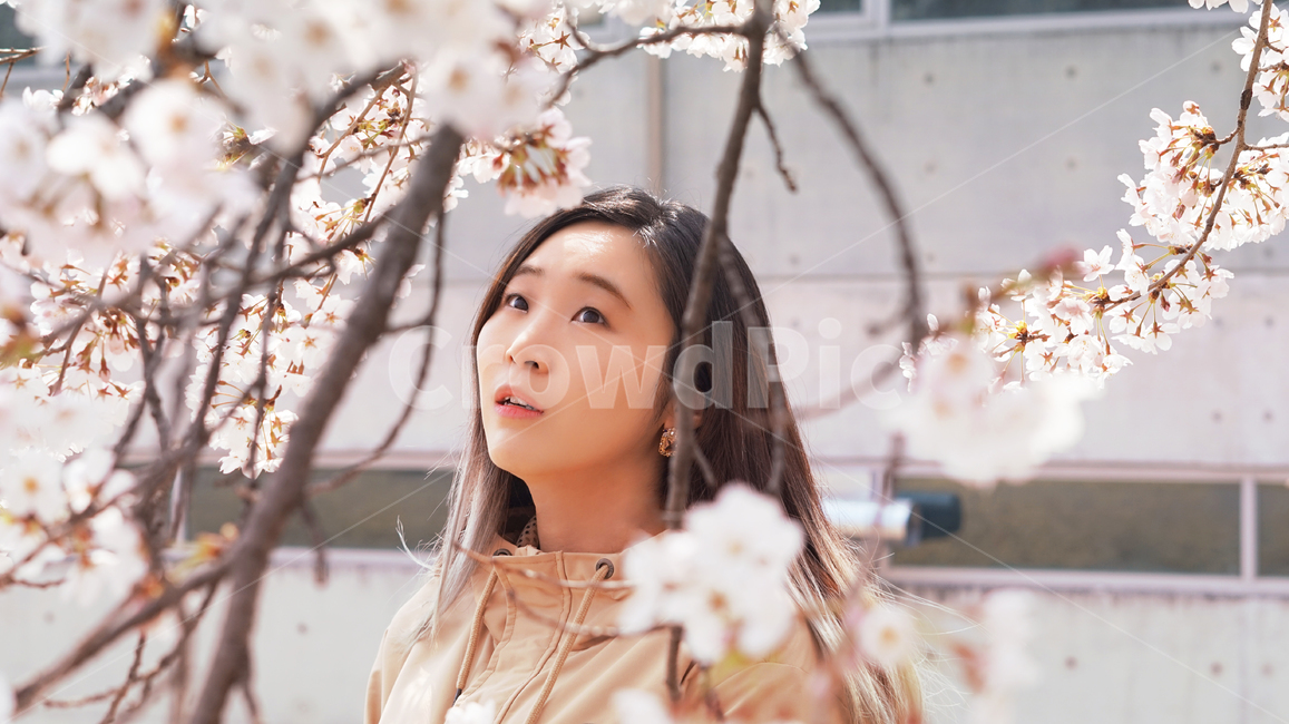 벚꽃놀이,소풍,나들이,spring,cherryblossom,beautiful,여성,꽃,여자,핑크,색감,야외,봄,season,flower,sensible,계절,봄,계절,spring,season,사람,인물,인간,human,person,여성,여자,woman,female,lady