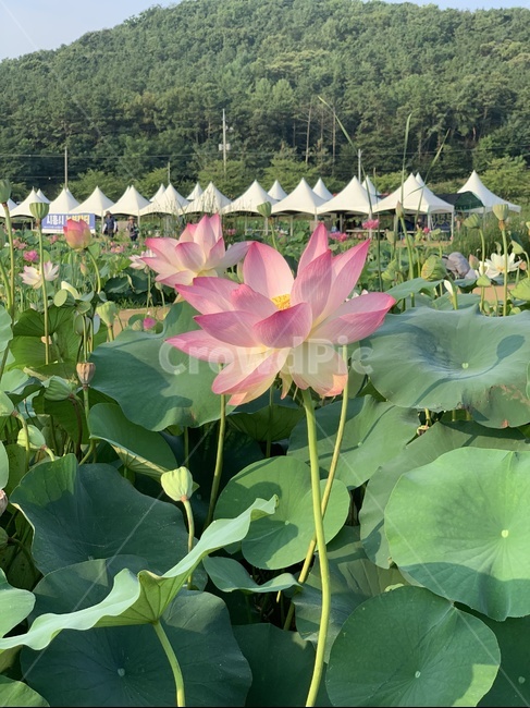 plant,식물,flower,lily,blossom,꽃,연꽃,연꽃잎