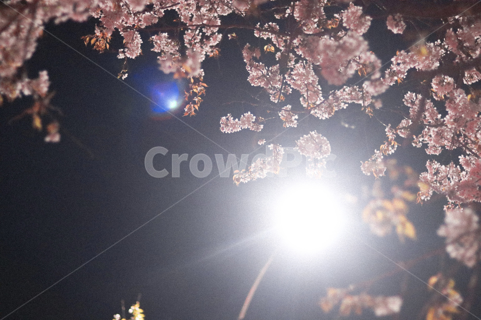 봄,꽃,벚꽃,야경,빛,봄,계절,spring,season,야경,밤,풍경,nightscape,night,landscape,식물,자연,plants,nature,꽃,flower,light,flare,플레어
