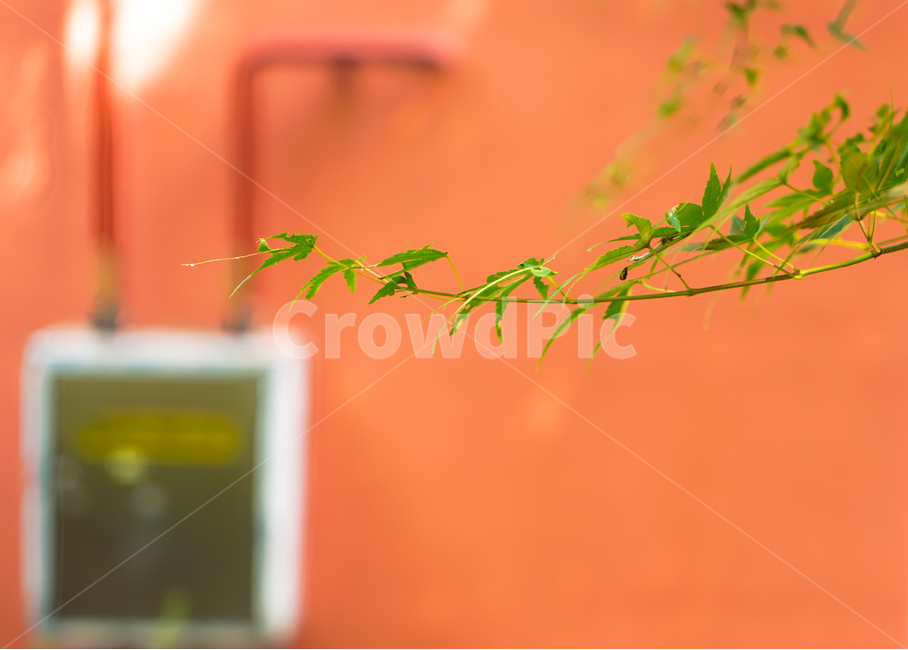 황토색,황토,벽,건물,단풍나무,나뭇잎,식물,자연,plants,nature