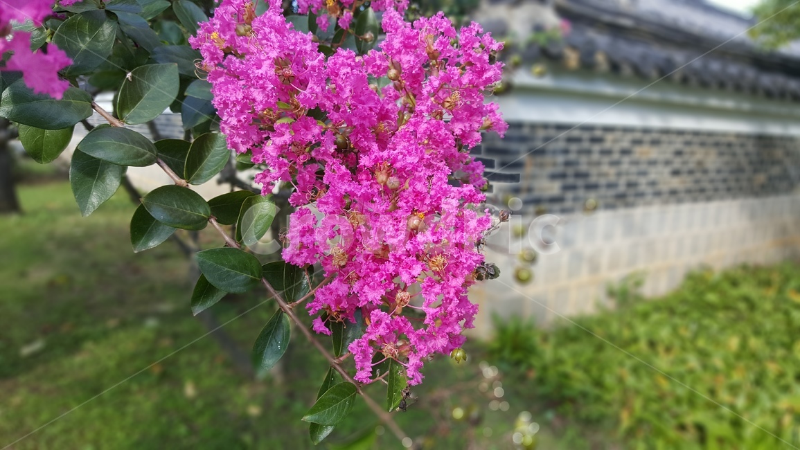식물,꽃,백일홍,배롱나무,여름꽃,flower,blossom,plant,식물,자연,plants,nature,꽃,flower