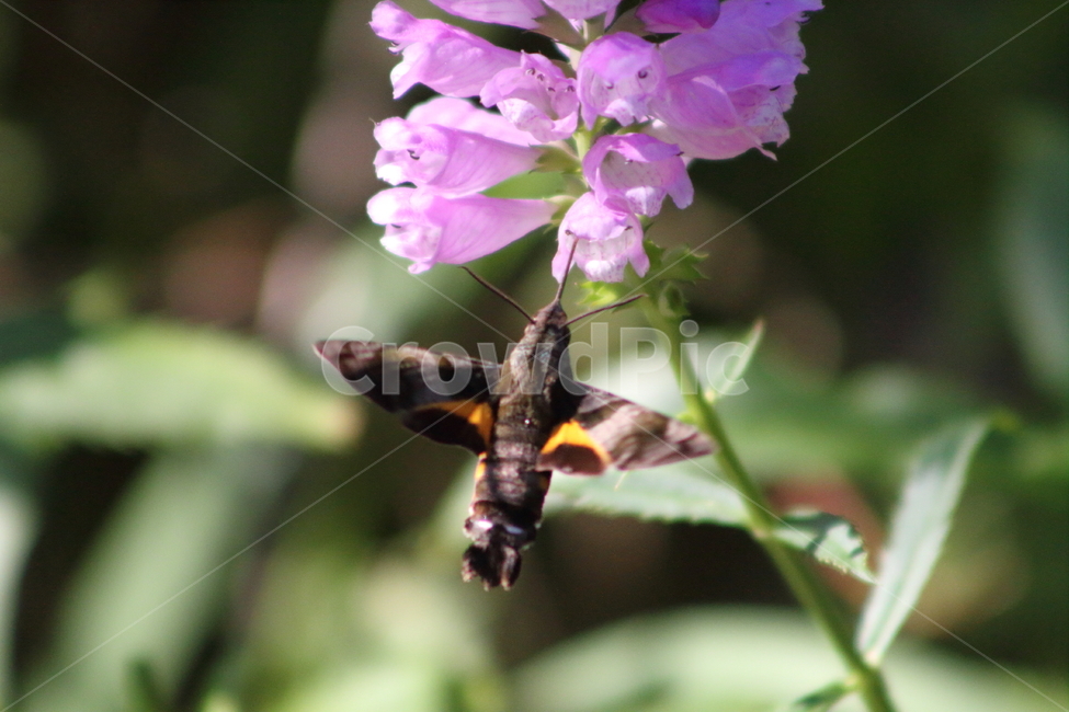 꽃범의꼬리,박각시나방,곤충,hawkmoth,physostegiavirginiana,식물,자연,plants,nature,꽃,flower,동물,animal,곤충,벌레,insect,bug