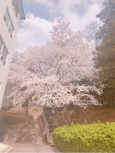 봄봄봄,벚꽃,예쁘다,힐링,기분전환