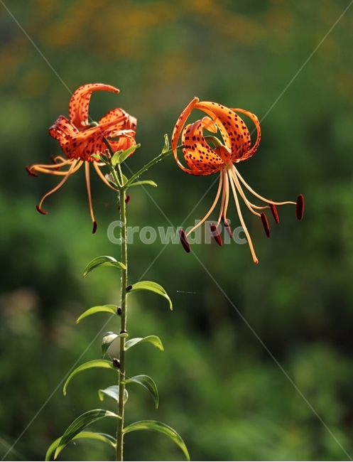 참나리,여름,붉은색,꽃잎,줄기,식물,자연,plants,nature,꽃,flower